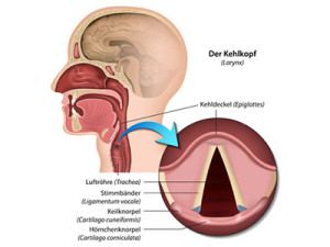 Abbildung eines Kehlkopfes